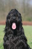 BRIARD 255